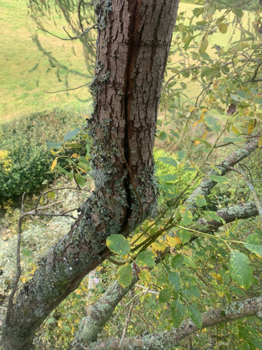 Multi Stem Tree Maintenance Before