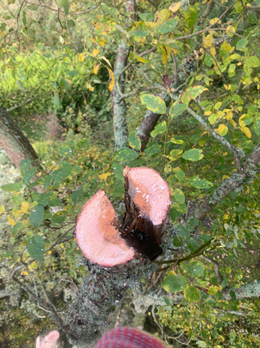 Multi Stem Tree Maintenance During