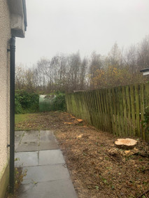 Conifer Trees After