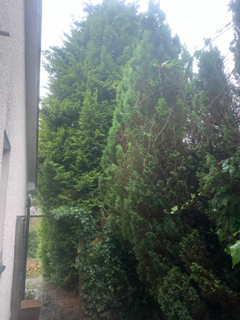 Conifer Trees Before