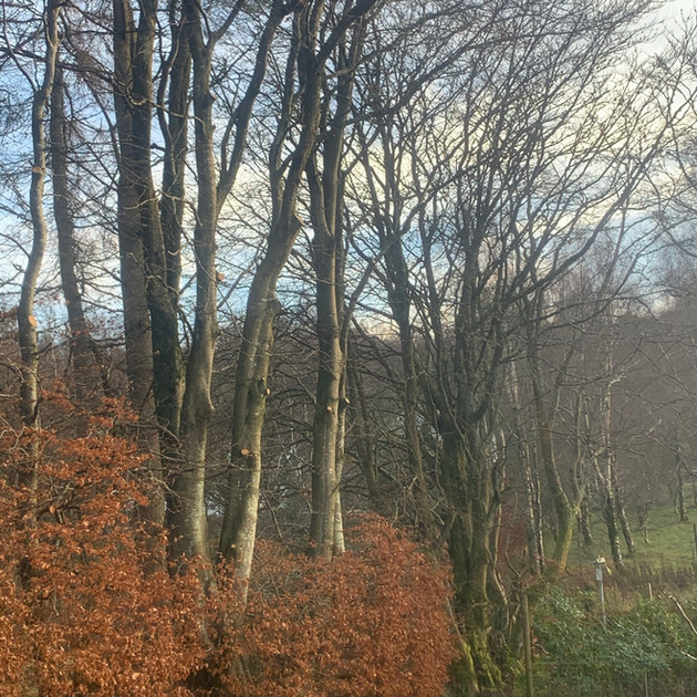 Beech Trees