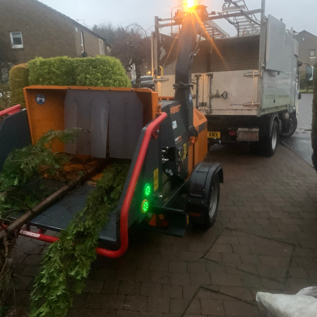 Conifer Hedge Pruning