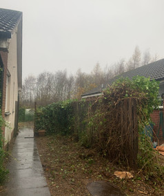 Conifer Trees During