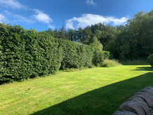 Hedge Pruning After