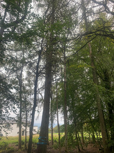 Douglas Fir Tree During