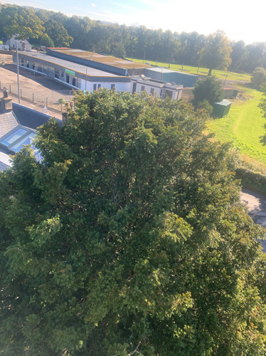 English Yew Tree Maintenance During Treatment