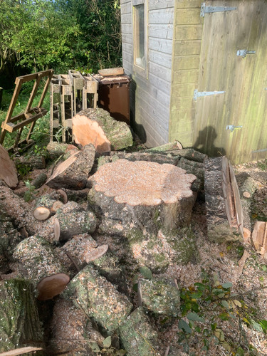 Multi Stem Tree Maintenance After