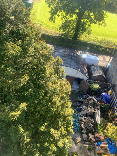 English Yew Tree Maintenance During Treatment
