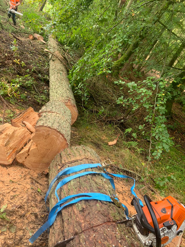 Douglas Fir Tree After