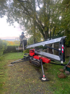 Multi Stem Tree Maintenance During