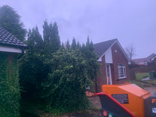 Conifer Trees Before