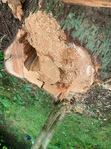 Douglas Fir Tree After