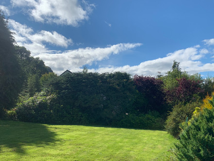 Hedge Pruning During