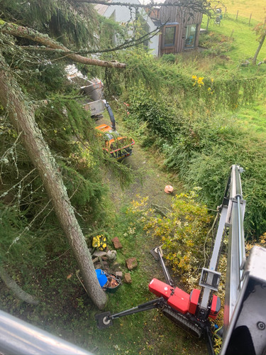 Multi Stem Tree Maintenance During