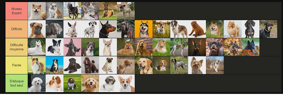 Les chiens les plus difficiles à éduquer