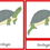 Miniatura: Partes Externas de la Tortuga Tarjetas en 3 Partes Cursiva