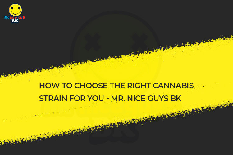 How to choose the right cannabis strain for you - Mr. Nice Guys BK