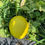 Thumbnail: Melon Durasol 5 -7lb ($8/each)/ 铁阁1号甜瓜5-6lb ($8/个)