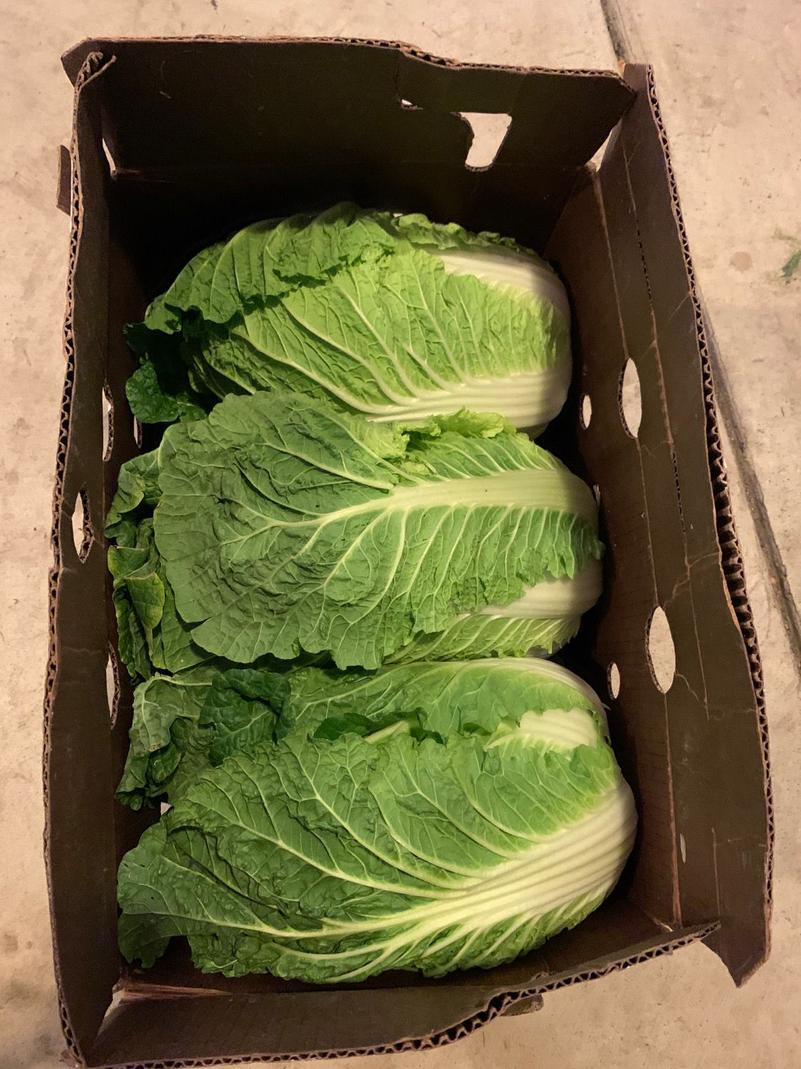 NAPA Cabbage Case($32/30lb)/ 整箱白菜 ($32/30 lbs)