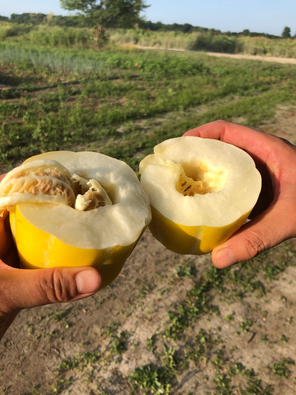 Thumbnail: Golden Melon 2-2.5lb ($6/each) / 黄金瓜 ($6/个)