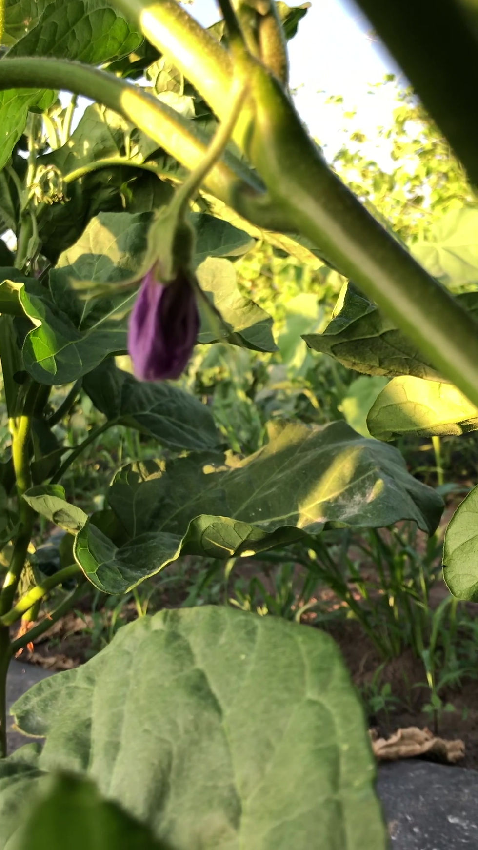 Thumbnail: Choryoku Eggplant ($6/1.5lb)/ 绿茄子 （$6/1.5 磅）