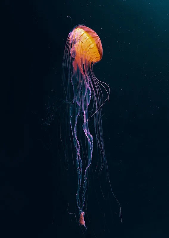A Jellyfish representing evolutionary resilience.
