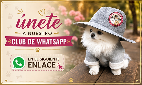 cachorros pomerania bogota colombia criadero venta