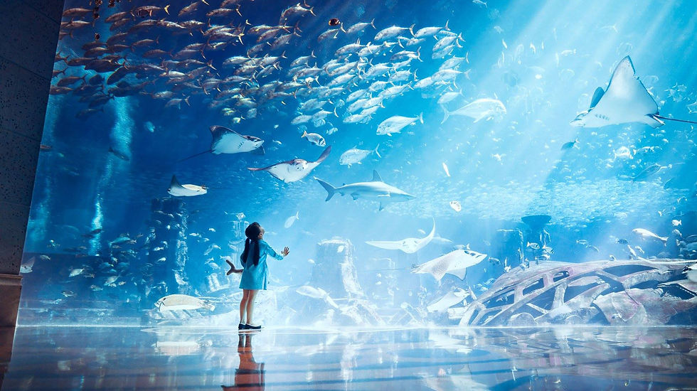 Atlantis the Palm 5*