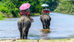 Le tourisme en Asie...
une triste réalité pour les éléphants