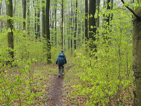 Waldspaziergang