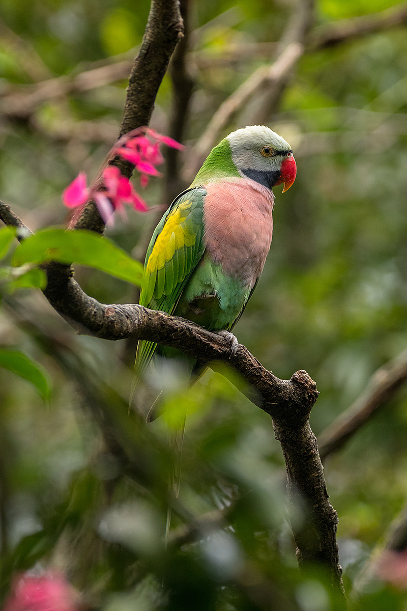 Burung Betet