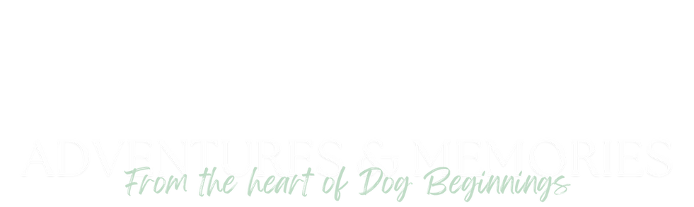 adventures and memories from the heart of dog beginnings