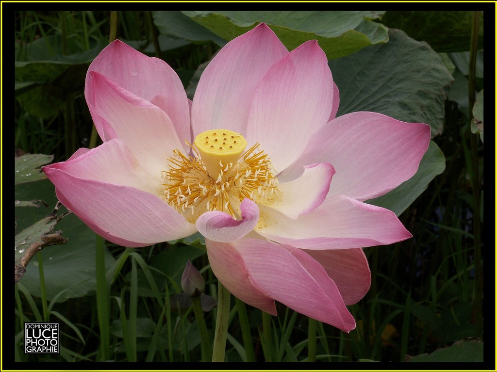 La Belle Fleur De Lotus Est Le Symbole Du Bouddha Thaïlande