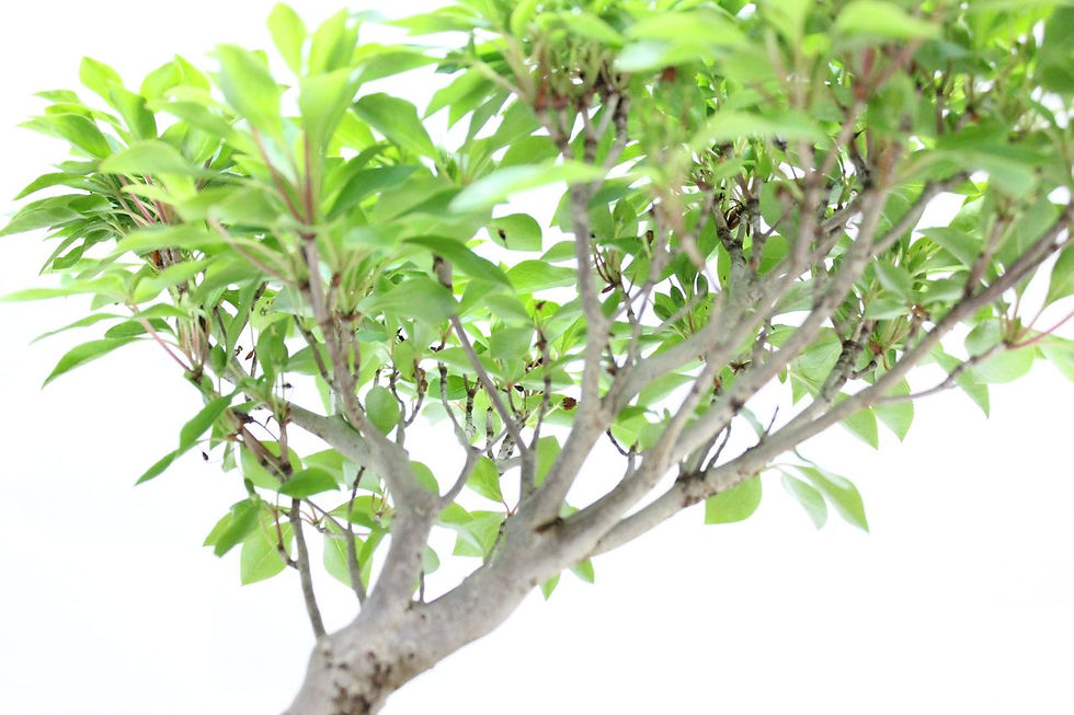 サムネイル： ツクモドウダンツツジ