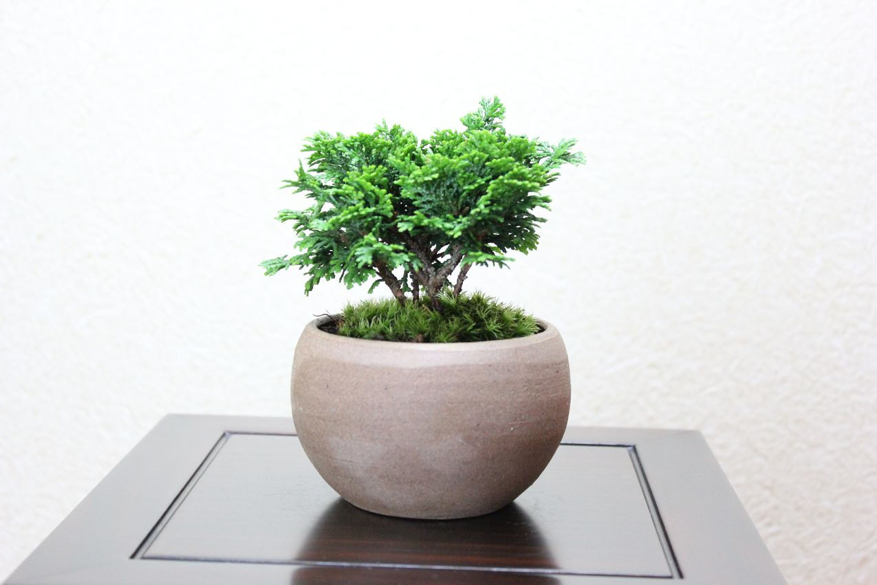 津山檜 小品盆栽