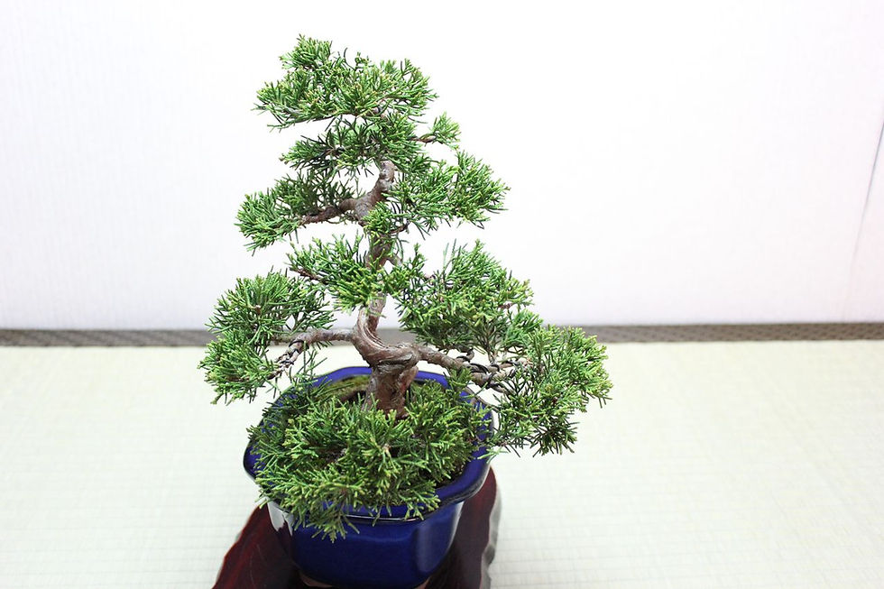 サムネイル： 真柏