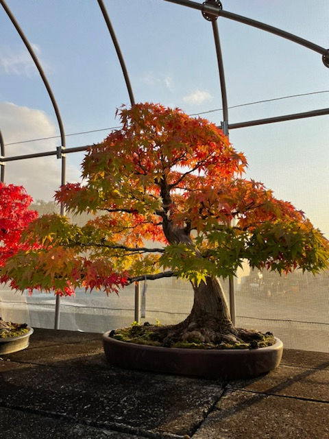 1紅葉