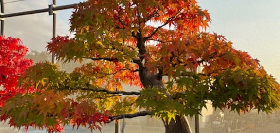 １紅葉