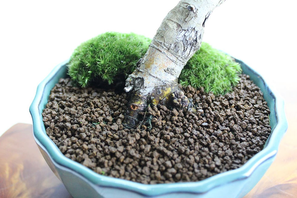 サムネイル： サンザシ