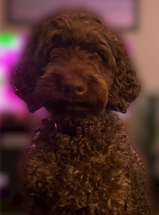 Ziggy