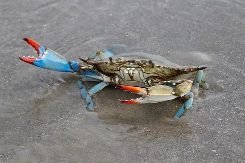 Blue Crab  - Girl.webp