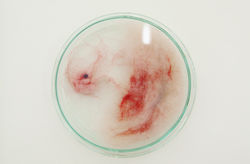 張秀齊「形式培養中......」