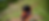 Hindus Woman In Front of Ungraved Bodies (photocrd)