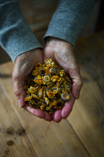 Close up of hands holding dried yellow flower heads