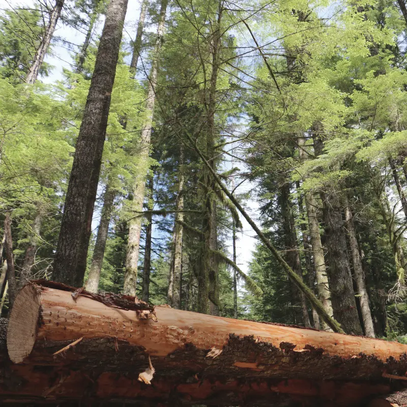 Tree service. Tree removal. Athens, Georgia. Tree service athens ga.