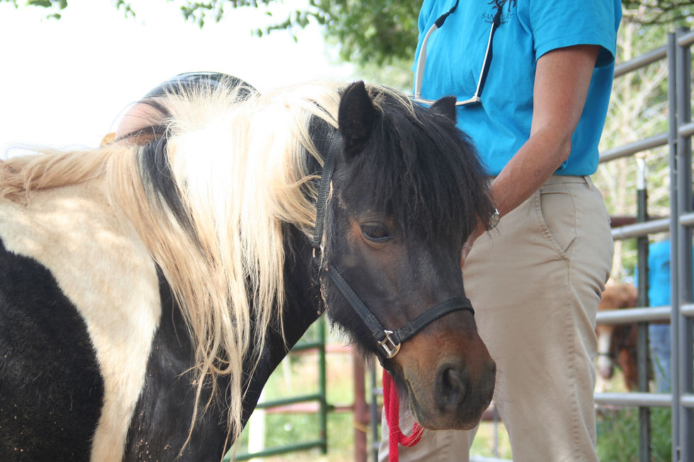 Volunteers and horses