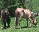 Rescued horses Soxy and Ginger