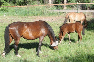 Rescues Soxy and Ginger