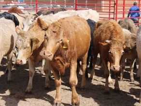 #Durango // Plaga letal a las puertas de Durango, ganaderos se preparan ante llegada inminente