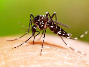 #Tamaulipas // Domina dengue a la zona